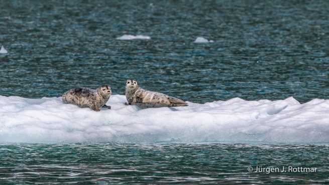 USA | Alaska | Prince William Sound | Barry Glacier | Seals (Robben)