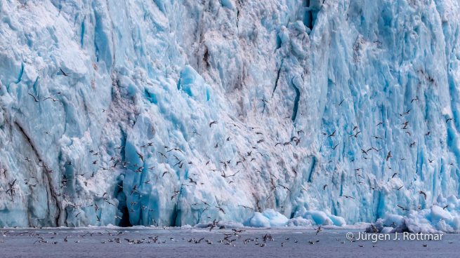 USA | Alaska | Prince William Sound | Barry Glacier
