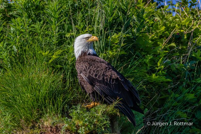 USA | Alaska | Katmai Nationalpark | Bald Eagle (Weißkopfseeadler)