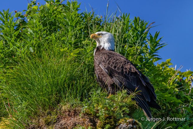 USA | Alaska | Katmai Nationalpark | Bald Eagle (Weißkopfseeadler)