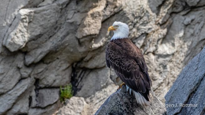 USA | Alaska | Katmai Nationalpark | Bald Eagle (Weißkopfseeadler)