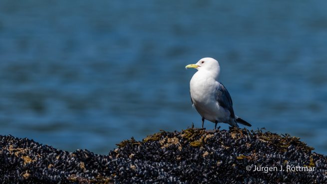 USA | Alaska | Katmai Nationalpark | Black-legged Kittiwake (Schwarzbeinige Dreizehenmöve)