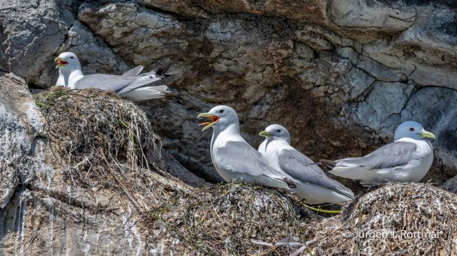 USA | Alaska | Katmai Nationalpark | Black-legged Kittiwake (Schwarzbeinige Dreizehenmöve)