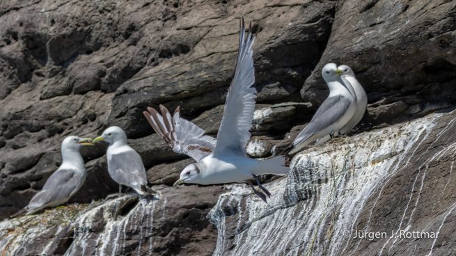 USA | Alaska | Katmai Nationalpark | Black-legged Kittiwake (Schwarzbeinige Dreizehenmöve)