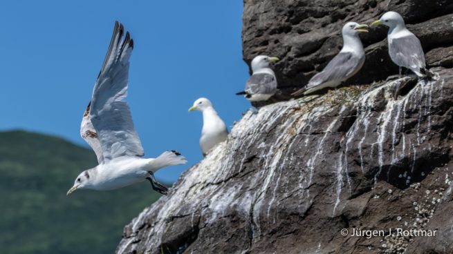 USA | Alaska | Katmai Nationalpark | Black-legged Kittiwake (Schwarzbeinige Dreizehenmöve)