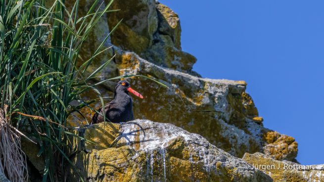 USA | Alaska | Katmai Nationalpark | Black Oystercatcher (Klippenausternfischer)
