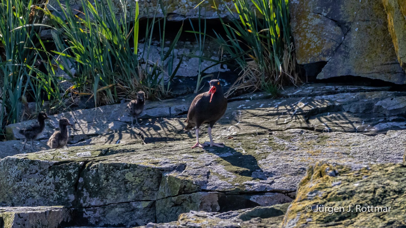 USA | Alaska | Katmai Nationalpark | Black Oystercatcher with Chicks (Klippenausternfischer mit Küken)