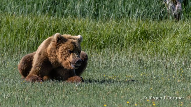 USA | Alaska | Katmai Nationalpark | Brown Bear (Braunbär)