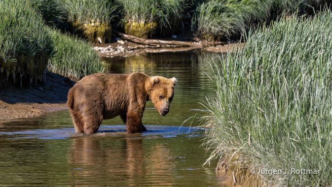 USA | Alaska | Katmai Nationalpark | Brown Bear (Braunbär)