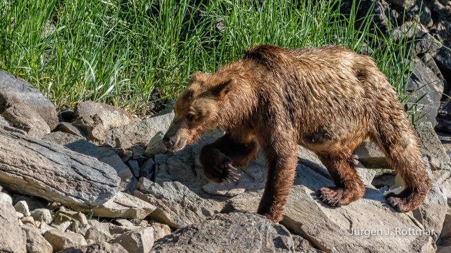 USA | Alaska | Katmai Nationalpark | Brown Bear (Braunbär)