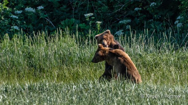 USA | Alaska | Katmai Nationalpark | Brown Bears (Braunbären)