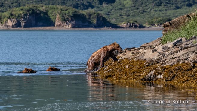 USA | Alaska | Katmai Nationalpark | Brown Bears (Braunbären)