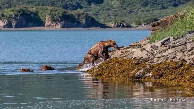 USA | Alaska | Katmai Nationalpark | Brown Bears (Braunbären)