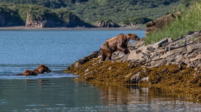 USA | Alaska | Katmai Nationalpark | Brown Bears (Braunbären)