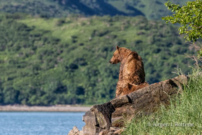 USA | Alaska | Katmai Nationalpark | Brown Bears (Braunbären)