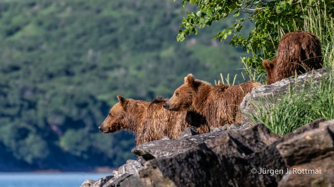 USA | Alaska | Katmai Nationalpark | Brown Bears (Braunbären)