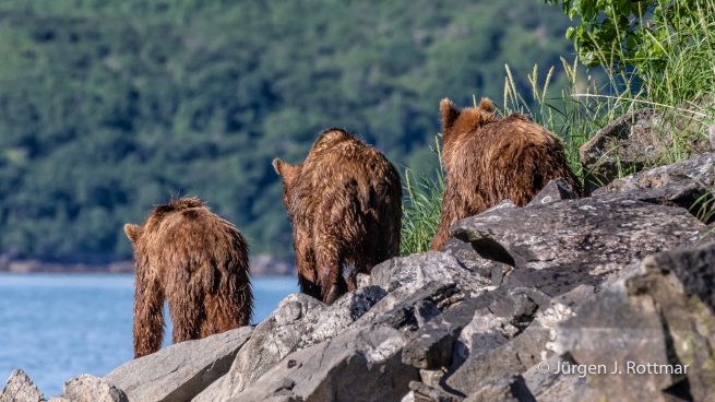 USA | Alaska | Katmai Nationalpark | Brown Bears (Braunbären)