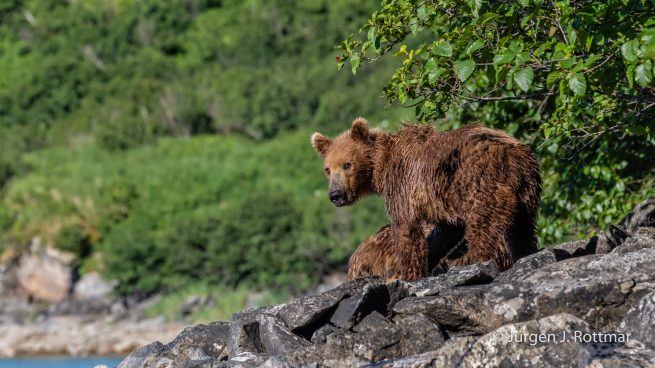 USA | Alaska | Katmai Nationalpark | Brown Bears (Braunbären)