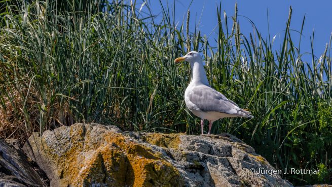USA | Alaska | Katmai Nationalpark | Glaucous-Winged Gull (Beringmöve)