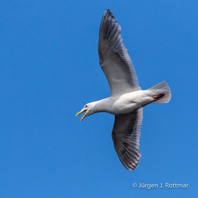 USA | Alaska | Katmai Nationalpark | Glaucous-Winged Gull (Beringmöve)