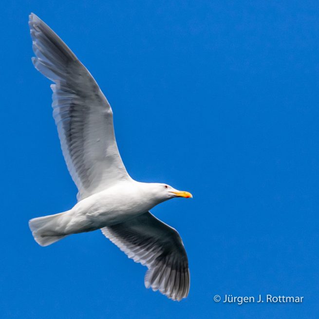 USA | Alaska | Katmai Nationalpark | Glaucous-Winged Gull (Beringmöve)