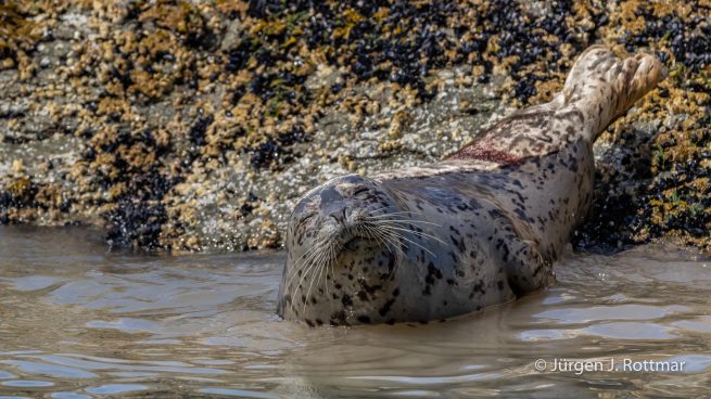 USA | Alaska | Katmai Nationalpark | Harbour Seal (Seehund)