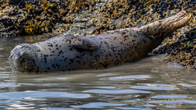 USA | Alaska | Katmai Nationalpark | Harbour Seal (Seehund)