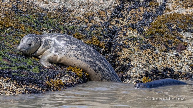 USA | Alaska | Katmai Nationalpark | Harbour Seal (Seehund)
