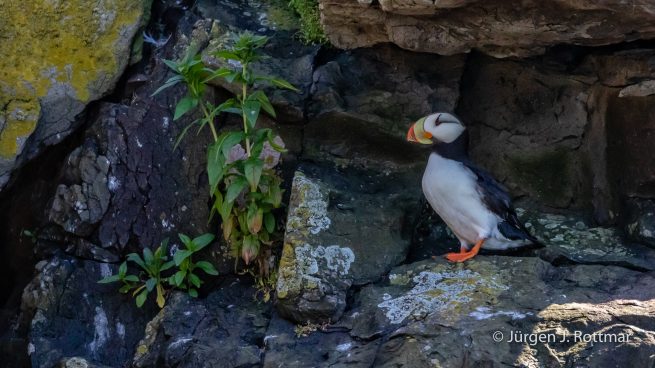 USA | Alaska | Katmai Nationalpark | Horned Puffin (Hornlund, Horn-Papageientaucher)