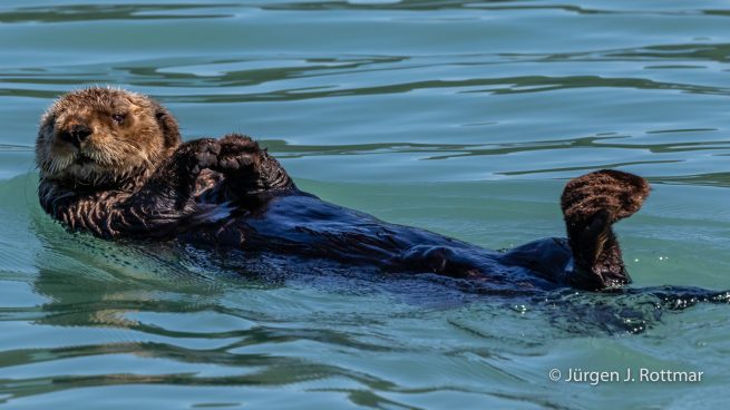 USA | Alaska | Katmai Nationalpark | Sea Otter (Meerotter)