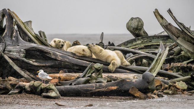 USA | Alaska | Barter Island | Kaktovik | Polar Bears (Eisbären)