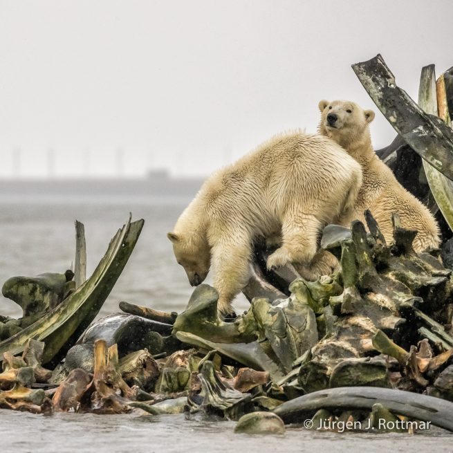 USA | Alaska | Barter Island | Kaktovik | Polar Bears (Eisbären)