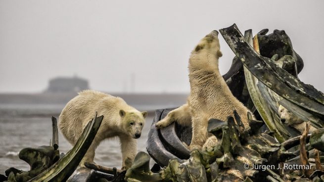 USA | Alaska | Barter Island | Kaktovik | Polar Bears (Eisbären)