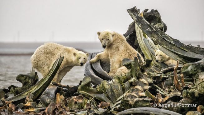 USA | Alaska | Barter Island | Kaktovik | Polar Bears (Eisbären)