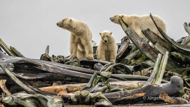 USA | Alaska | Barter Island | Kaktovik | Polar Bears (Eisbären)