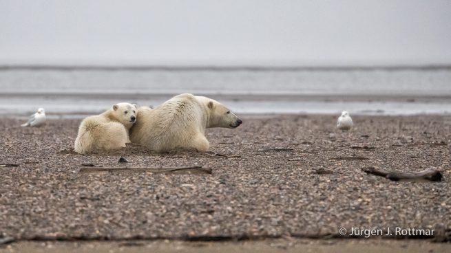 USA | Alaska | Barter Island | Kaktovik | Polar Bears (Eisbären)