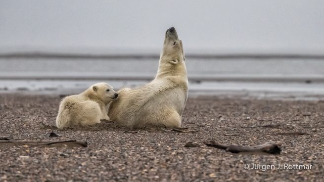 USA | Alaska | Barter Island | Kaktovik | Polar Bears (Eisbären)