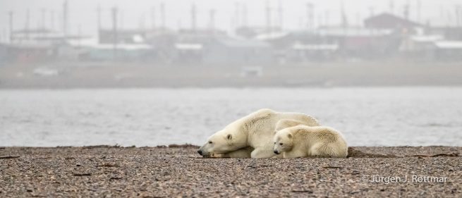 USA | Alaska | Barter Island | Kaktovik | Polar Bears (Eisbären)