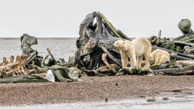 USA | Alaska | Barter Island | Kaktovik | Polar Bears (Eisbären)