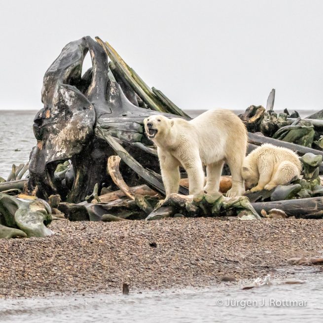 USA | Alaska | Barter Island | Kaktovik | Polar Bears (Eisbären)