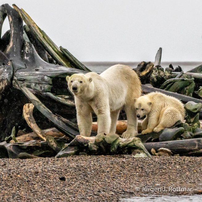 USA | Alaska | Barter Island | Kaktovik | Polar Bears (Eisbären)