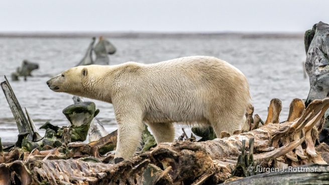 USA | Alaska | Barter Island | Kaktovik | Polar Bear (Eisbär)