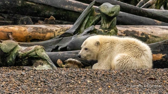 USA | Alaska | Barter Island | Kaktovik | Polar Bear (Eisbär)