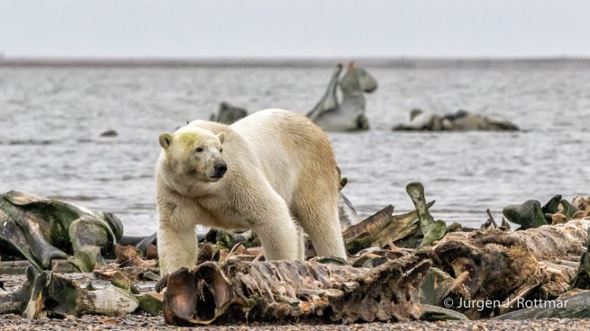 USA | Alaska | Barter Island | Kaktovik | Polar Bear (Eisbär)