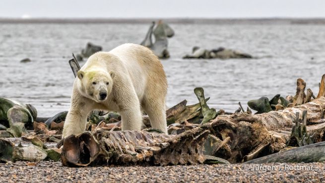 USA | Alaska | Barter Island | Kaktovik | Polar Bear (Eisbär)