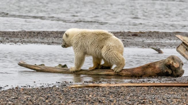 USA | Alaska | Barter Island | Kaktovik | Polar Bear (Eisbär)