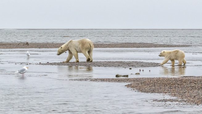 USA | Alaska | Barter Island | Kaktovik | Polar Bears (Eisbären)