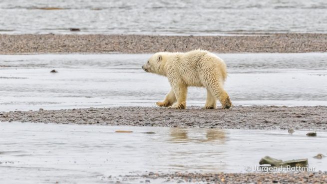 USA | Alaska | Barter Island | Kaktovik | Polar Bear (Eisbär)