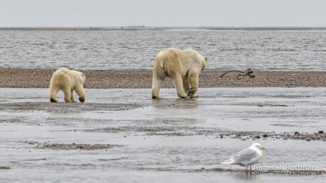 USA | Alaska | Barter Island | Kaktovik | Polar Bears (Eisbären)