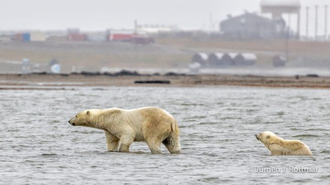 USA | Alaska | Barter Island | Kaktovik | Polar Bears (Eisbären)